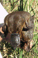 Thumbnail for version as of 20:17, 19 March 2008