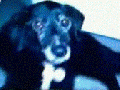 GemmasDog-cropped.gif