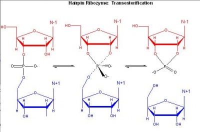 Hairpinribozyme.JPG