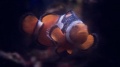 Outbreak013-Nemo.jpg