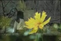 Thumbnail for version as of 05:19, 18 June 2008